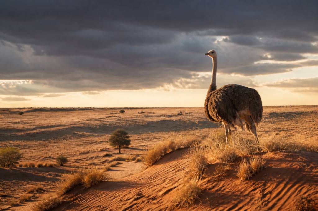 Découvrir le botswana central kalahari