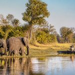 Safari photo au Botswana : vivre une immersion unique au cœur du delta de l’Okavango