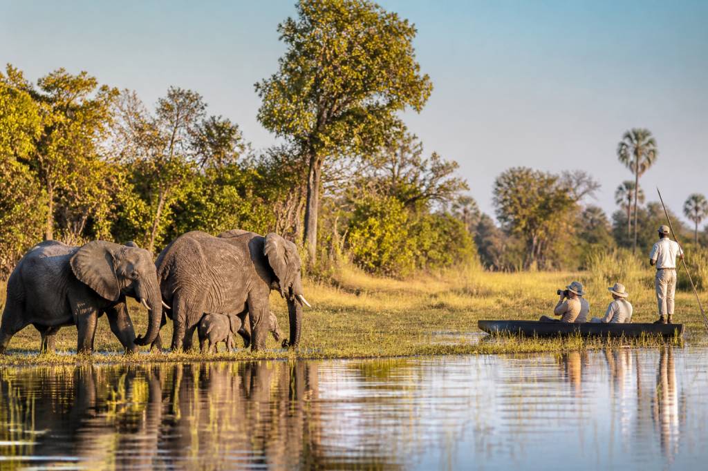 Safari photo au Botswana : vivre une immersion unique au cœur du delta de l’Okavango